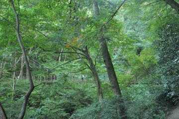 <p>The bridge crossing a small valley, which is the main attraction of Trail 4, lies hidden behind the thick leaves.</p>