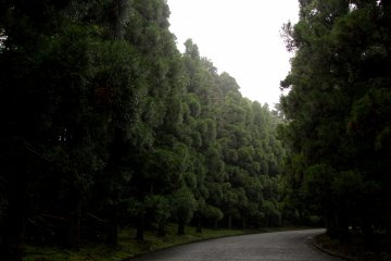 <p>Beautiful trees grow throughout the entire graveyard</p>