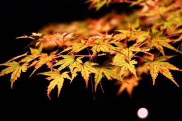 <p>Golden leaves shimmer in the evening</p>