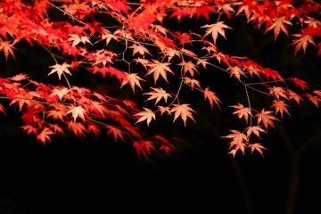 <p>A perfect red shines through the blackness</p>