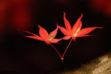 <p>I found a cute one</p>