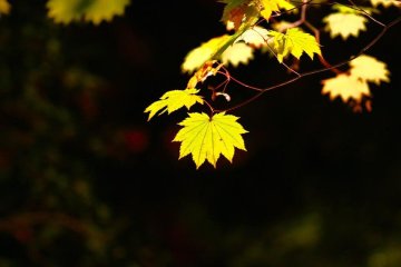 <p>Different shapes and colors blend together to create an annual spectacle</p>