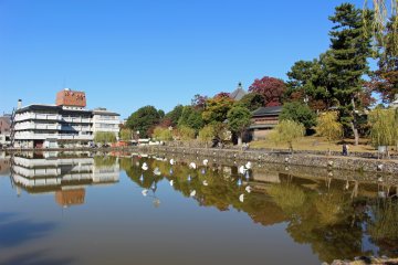 <p>The Sarusawa Pond near the Visitor Center</p>