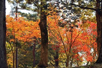 <p>Fiery colors between the Ichi no Torii (first gate) and the Tobihino Open Space</p>