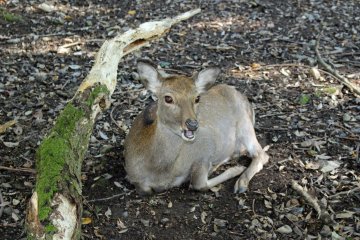 <p>The deer of Nara Park were present until we got past the grounds of Kasuga Shrine. They were calm enough to allow for numerous photos</p>
