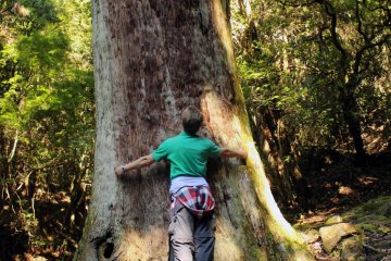 <p>One of the enormous Kasuga cedar trees of the Kasugayama Primeval Forest</p>