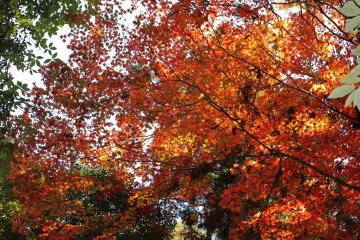 <p>Autumn foliage brightened the hike in numerous locations &nbsp;</p>