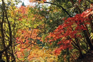 <p>The foliage near our lunch stop</p>