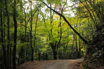<p>The now defunct sightseeing bus road we used for the return trip</p>