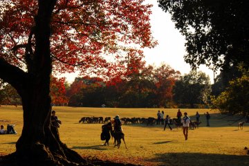 <p>An enormous herd of deer had gathered</p>