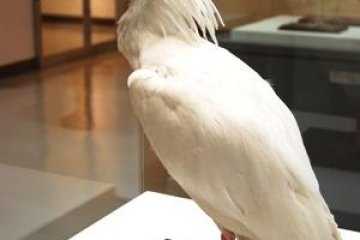 This fella can be seen in the museum at the Convention Center - Said to be the oldest toki ever