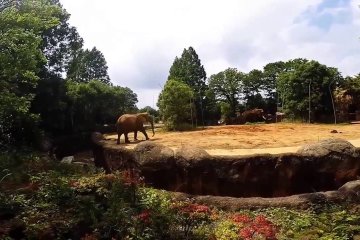 Exotic Sendai Yagiyama Zoological Park