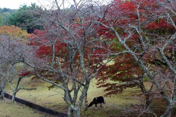 <p>seekor kuda poni yang sedang memakan rumput di bawah pohon maple merah</p>