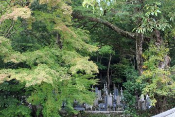<p>Maple di taman candi Chokyuji mengimajinasikan bagaimana keindahan&nbsp;disaat musim gugur&nbsp;</p>