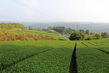 <p>Tumbuhan teh hijau yang memanjang hingga jarak yang terbuka menjadikan pemandangan dari lereng gunung Kono</p>
