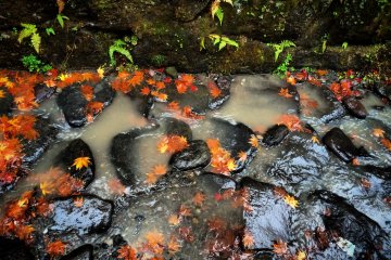 <p>Daun momiji kontras dengan aliran arus</p>
