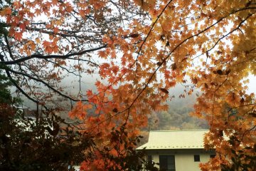 <p>Daun momiji biasanya berubah kuning atau merah.</p>