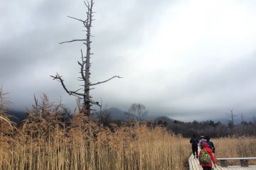 Senjogahara Marsh In Nikko