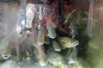 <p>Sekumpulan amago</p>