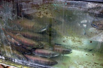 <p>Pemandangan lain dari amago</p>