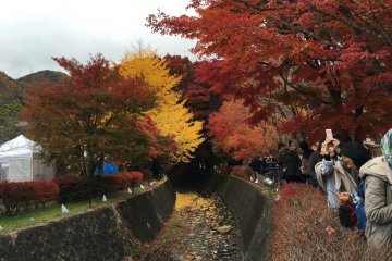<p>There are some yellow gingko leaves too.</p>