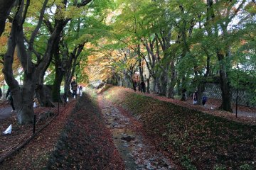 <p>But not all were yellow or red.</p>