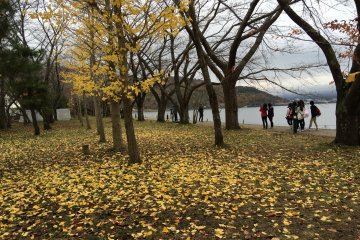<p>Some gingko yellow leaves remain near the lakeside.</p>