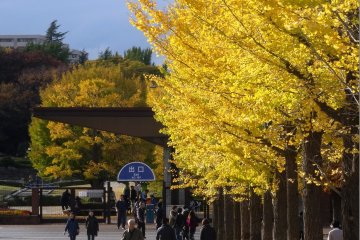 ฤดูใบไม้ร่วงที่สวน Showa Kinen