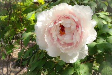 <p>A peony inside the temple grounds&nbsp;<span style="line-height: 20.8px;">(</span><span style="line-height: 20.8px;">#19)</span></p>
