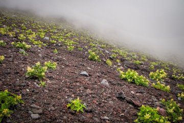 <p>Volcanic landscape</p>