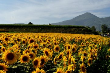 Sunflowers on the road to Toya