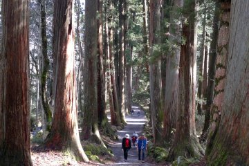 <p>The cedar pathway ends here, and it's time to make the ascent to the upper shrine.</p>