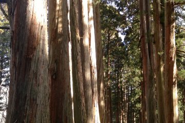<p>Despite the sunlight that sometimes penetrate through the woods, the serene aura remains.</p>