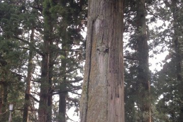 <p>The sacred centuries years old&nbsp;tree.</p>