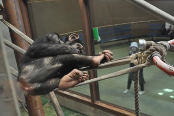 Chimpanzee