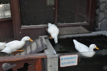 White ducks
