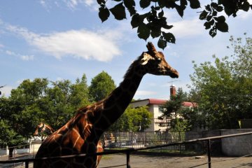 Giraffes