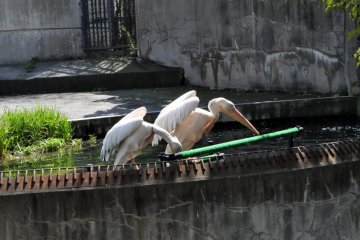 Pelicans