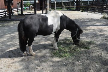Pony