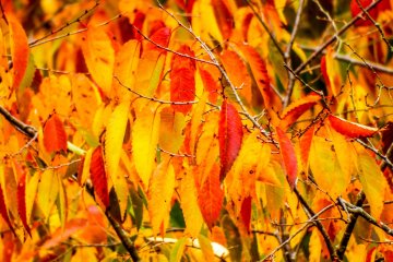 From start to finish, I was overwhelmed by the array of colors