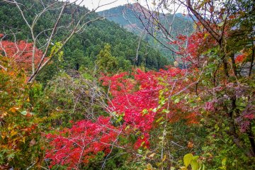 The usually lush green mountains boasted many additional colors