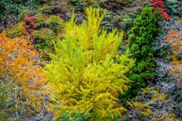 Red, orange, yellow and green, just to name a few