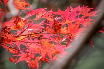 Some red foliage hanging over the side of Dodokoro Suspension Bridge