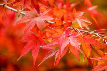 Amongst the wide array of colors were these vibrant orangey-red leaves