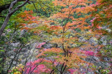 It is possible to see many of the beautiful colors lining the valleys above the river