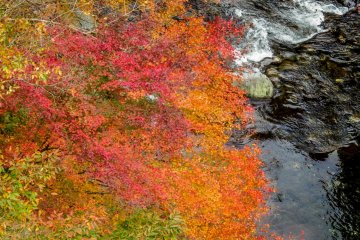 The vivid colors compliment the Tama River perfectly
