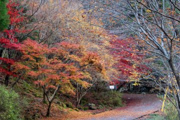 <p>Magma-colored maples along a stretch of the Mitarai Canyon Trail that follows a regular car road</p>