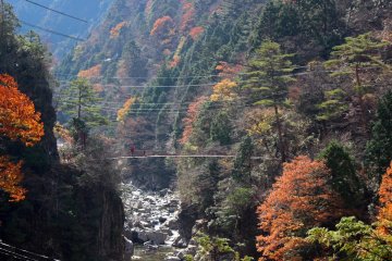 <p>The suspension bridge (one of many along the trail) from which the picture of the fish was taken</p>