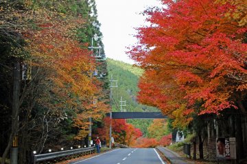 <p>The Mitarai Canyon Hiking Trail follows this stretch of Prefectural Route 21 just above the Kanon Mountain Hiking Trailhead's parking lot</p>