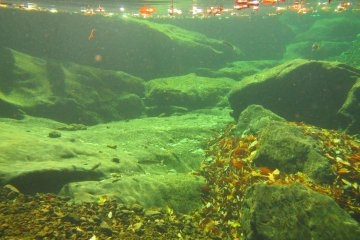 <p>Japanese mountain fish make their home in a clear pool at the top of the Mitarai Falls</p>